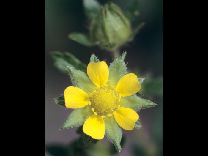 Potentille Norvège (Potentilla norvegica)_3