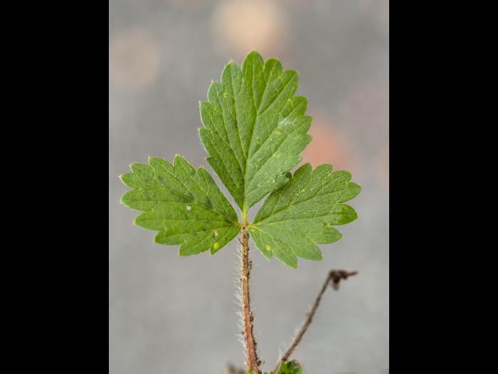 Potentille Norvège (Potentilla norvegica)_12