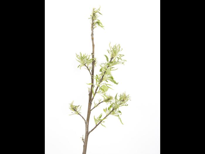 Pomme - glyphosate (9)_7