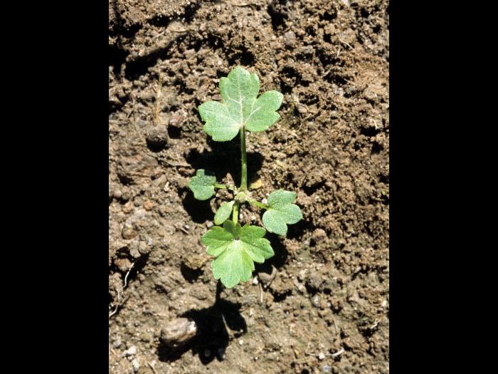 Renoncule rampante (Ranunculus repens)_1