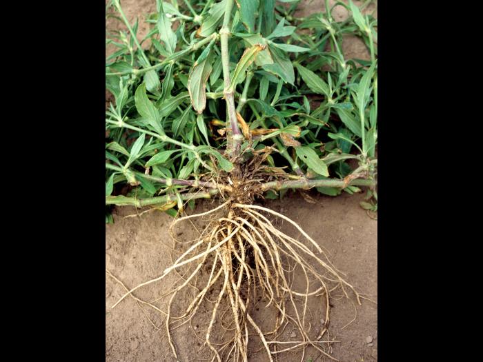 Lychnide blanche (Silene latifolia)_4