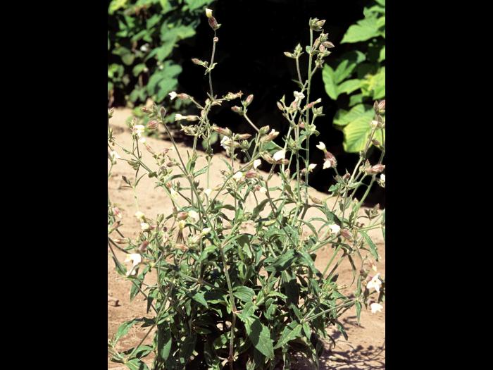 Lychnide blanche (Silene latifolia)_7