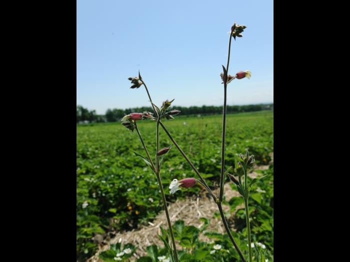 Lychnide blanche (Silene latifolia)_15