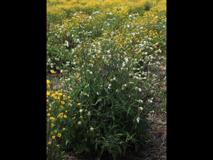 Lychnide blanche (Silene latifolia)_27