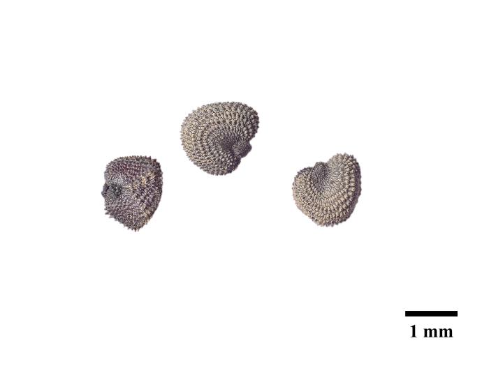 Silene enflé (Silene vulgaris)_15