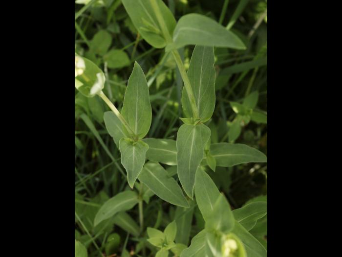 Silene enflé (Silene vulgaris)_18