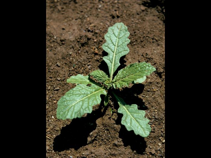 Moutarde champs (Sinapis arvensis)_3