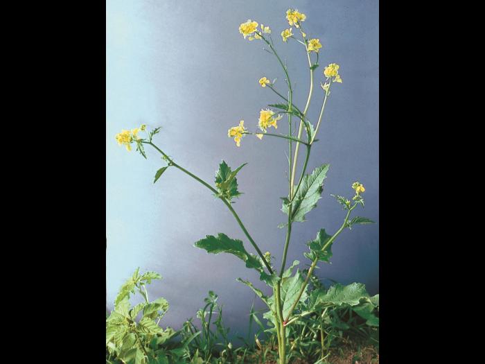 Moutarde champs (Sinapis arvensis)_4