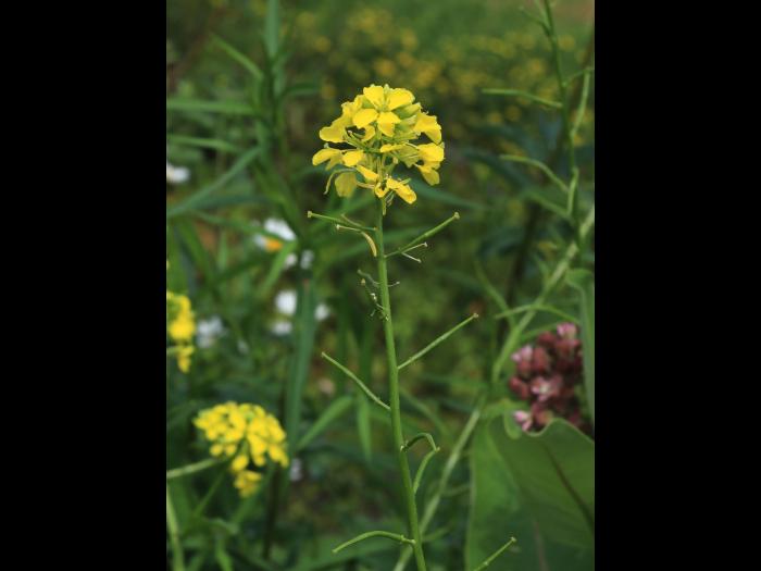 Moutarde champs (Sinapis arvensis)_16