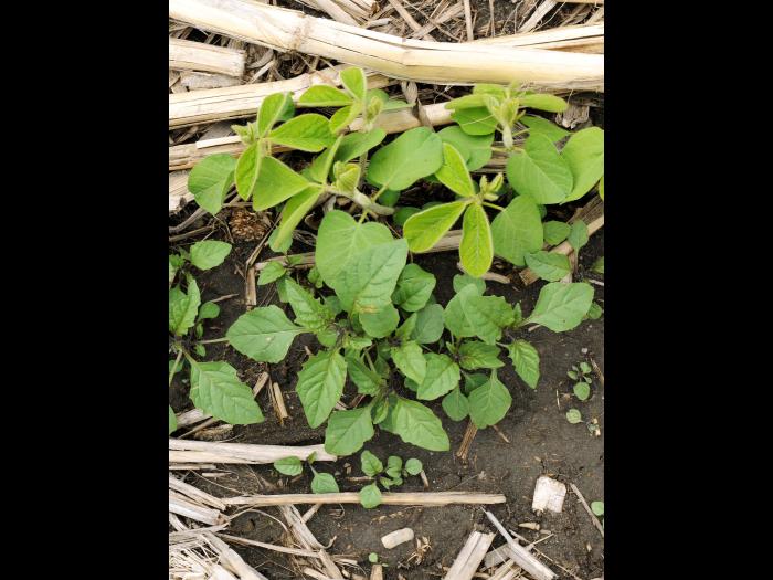 Morelle noire Est (Solanum ptychanthum)_6