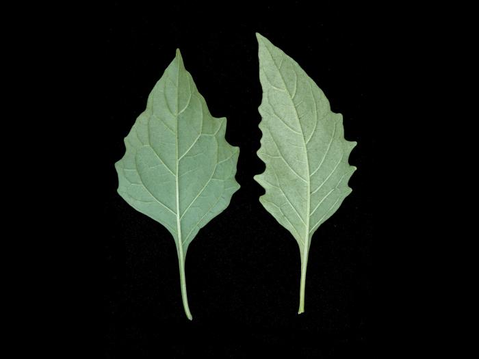 Morelle noire Est (Solanum ptychanthum)_11