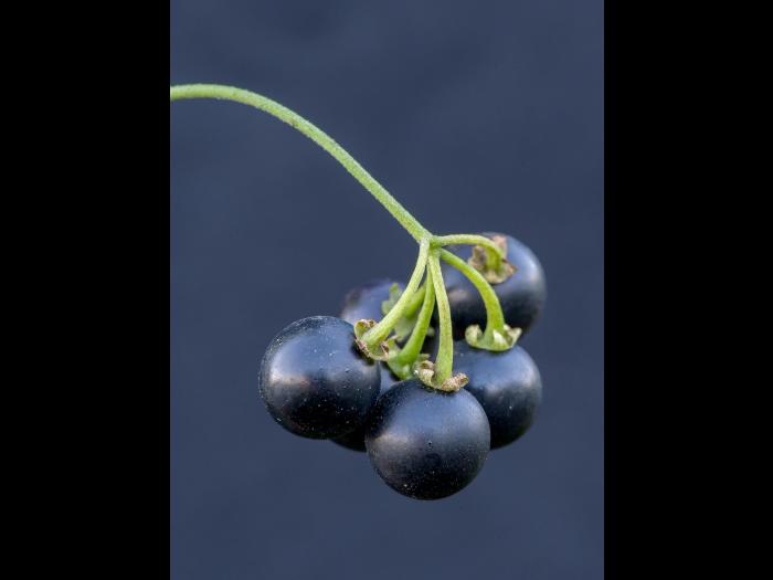 Morelle noire Est (Solanum ptychanthum)_15