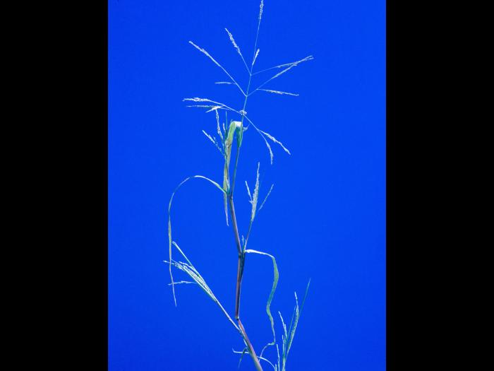 Panic automne (Panicum dichotomiflorum)_5