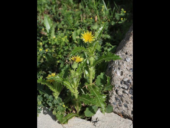 Laiteron rude (Sonchus asper)_15