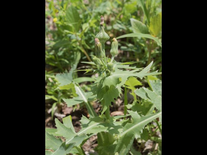 Laiteron potager (Sonchus oleraceus)_6