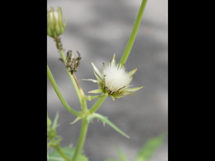 Laiteron potager (Sonchus oleraceus)_10
