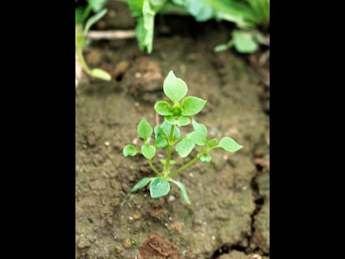 Stellaire moyenne(Stellaria media)_1