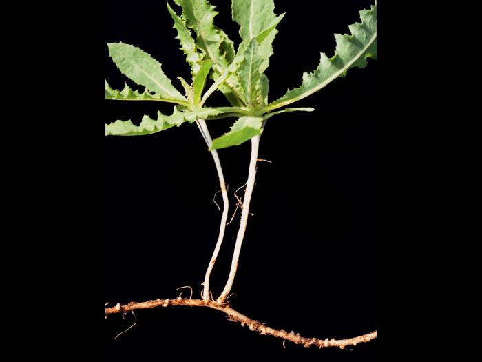 Laiteron champs (Sonchus arvensis)_4