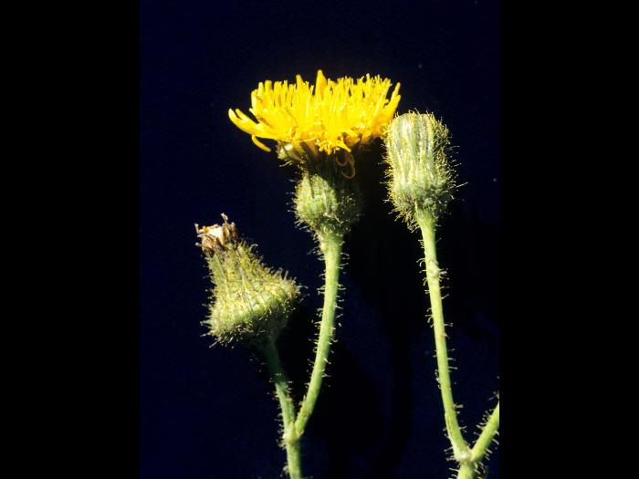 Laiteron champs (Sonchus arvensis)_8