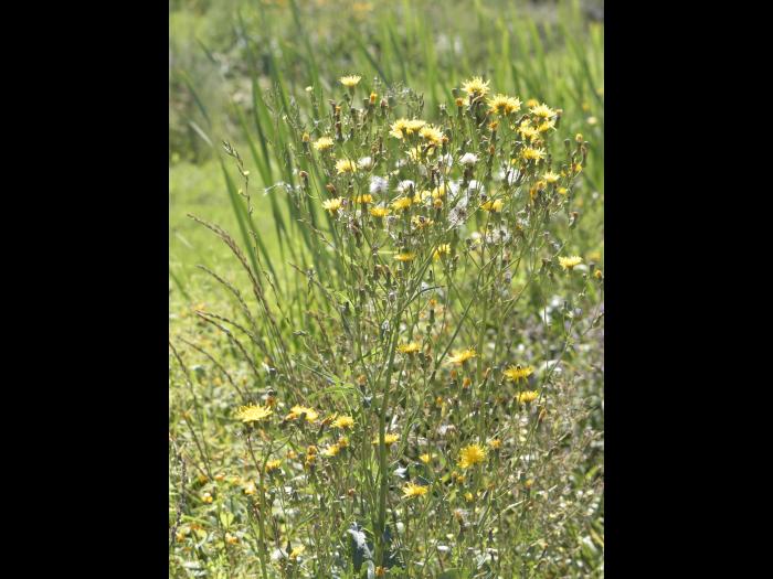 Laiteron champs (Sonchus arvensis)_13