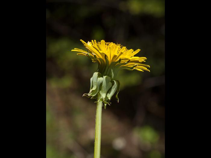 Pissenlit (Taraxacum officinale)_14