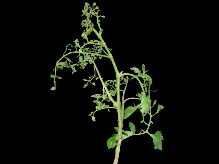 Tomate - clopyralide (4)_1