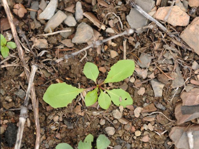 Pissenlit (Taraxacum officinale)_22