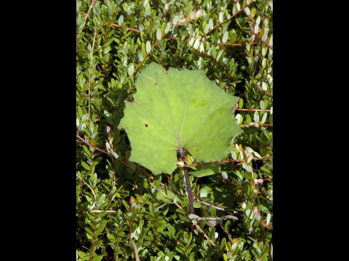 Tussilage pas-d'âne(Tussilago farfara)_8