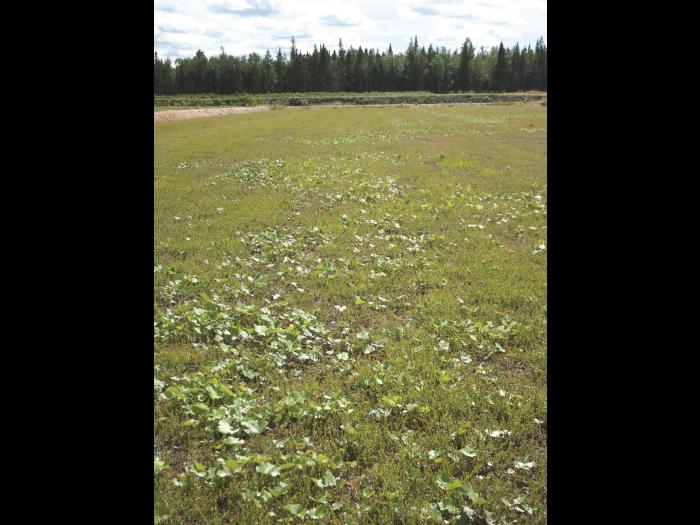 Tussilage pas-d'âne(Tussilago farfara)_13