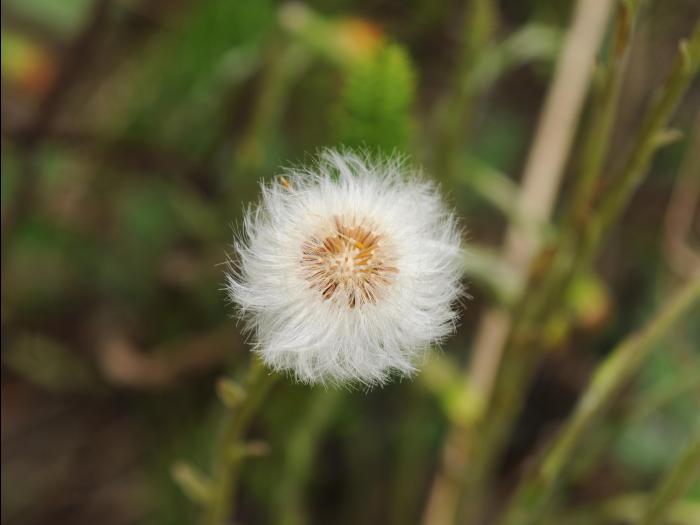 Tussilage pas-d'âne(Tussilago farfara)_21