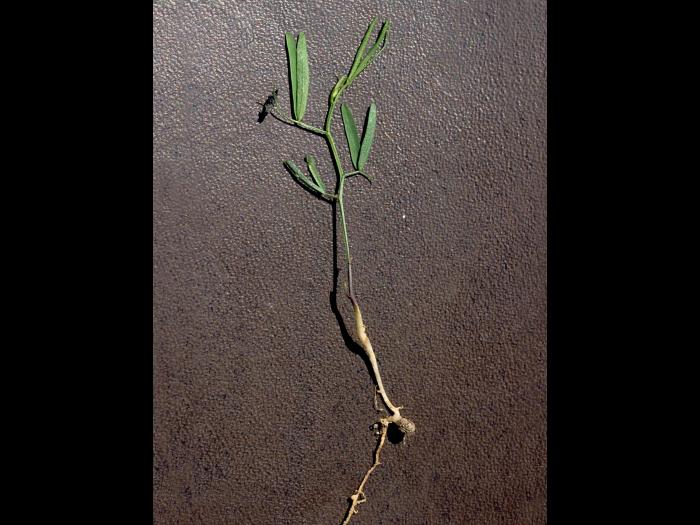 Vesce jargeau(Vicia cracca)_2