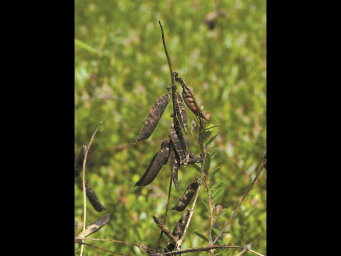 Vesce jargeau(Vicia cracca)_9