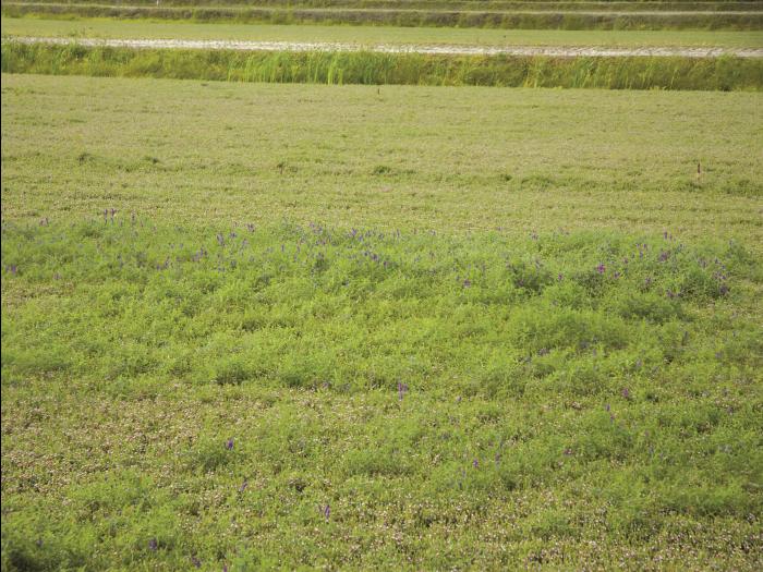 Vesce jargeau(Vicia cracca)_10