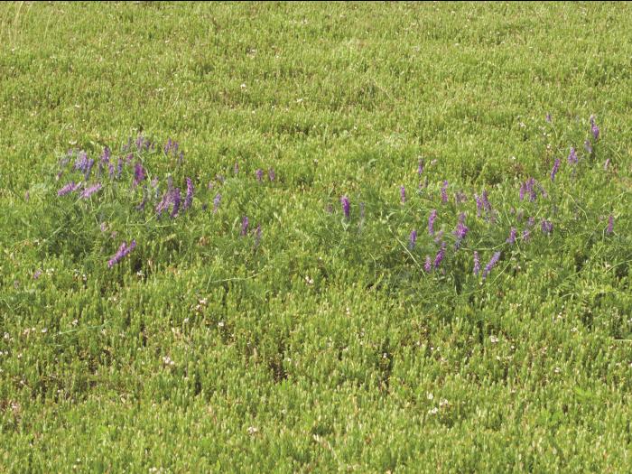 Vesce jargeau(Vicia cracca)_14