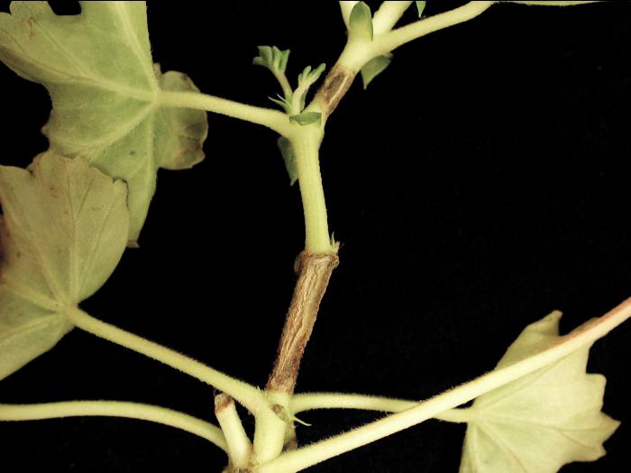 Géraniums - imidaclopride (4A)_2