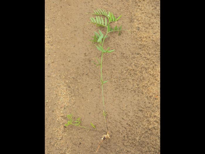 Vesce jargeau(Vicia cracca)_15