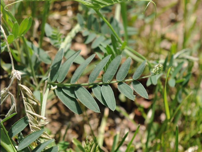 Vesce jargeau(Vicia cracca)_25