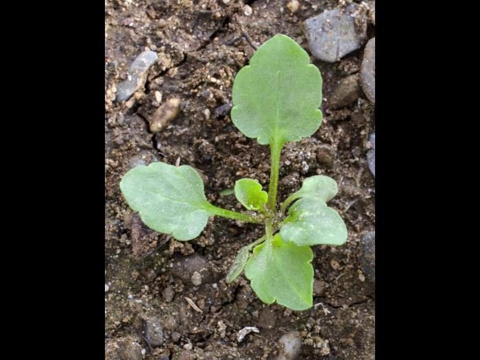 Violette des champs(Viola arvensis)_3