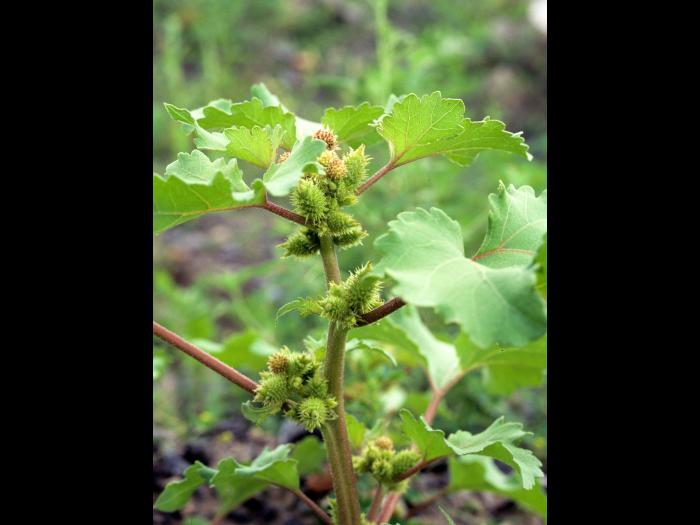 Lampourde glouteron (Xanthium strumarium)_4