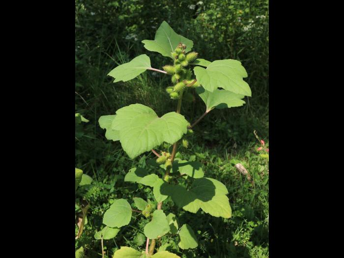 Lampourde glouteron (Xanthium strumarium)_12