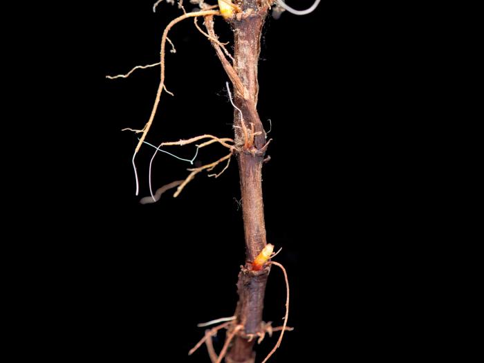 Gaillet mollugine (Galium mollugo)_3