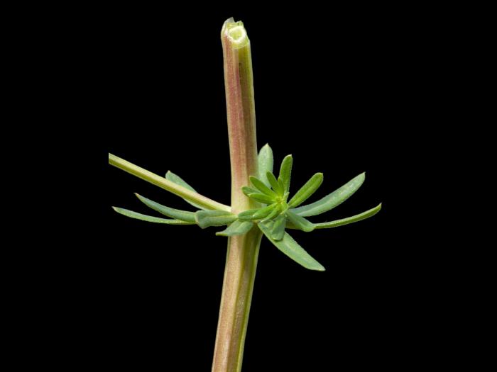 Gaillet mollugine (Galium mollugo)_4