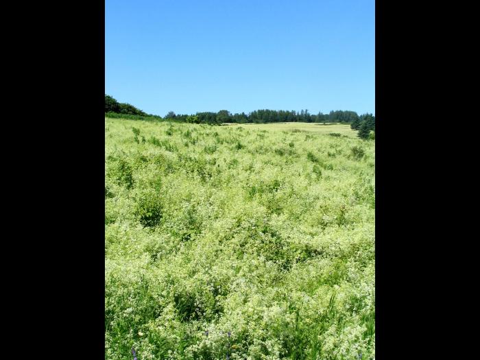 Gaillet mollugine (Galium mollugo)_11