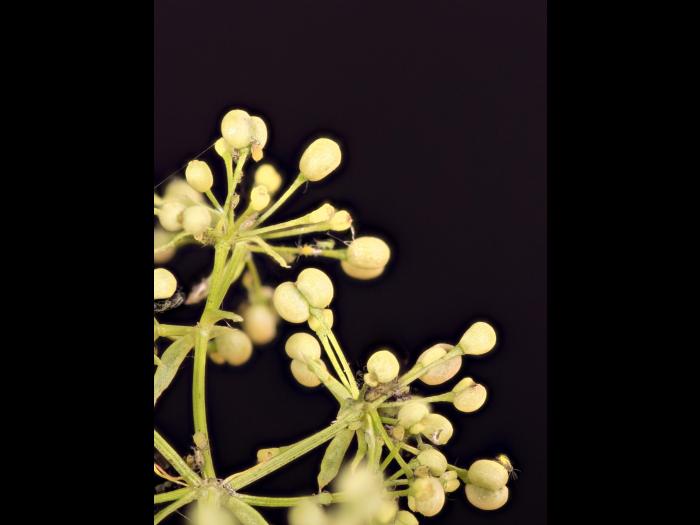 Gaillet mollugine (Galium mollugo)_27