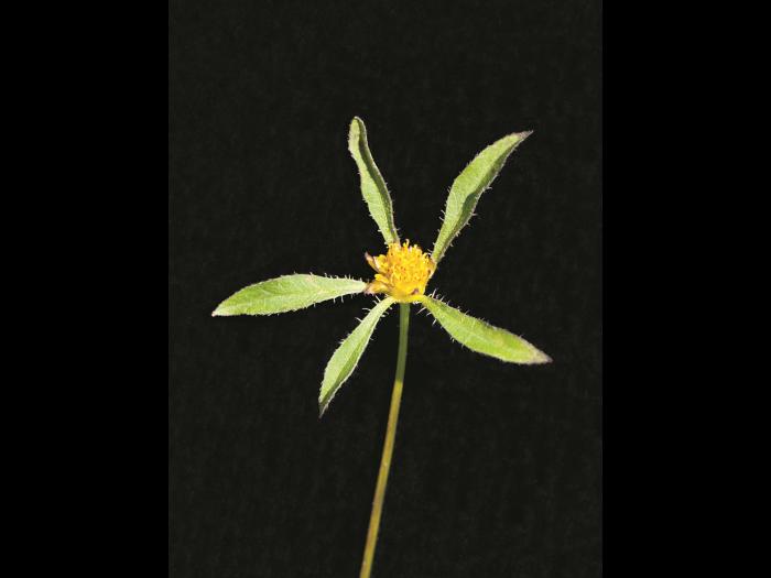 Bident feuillu(Bidens frondosa)_2