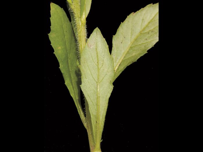 Érechtite feuilles épervière (Erechtites hieraciifolius)_5