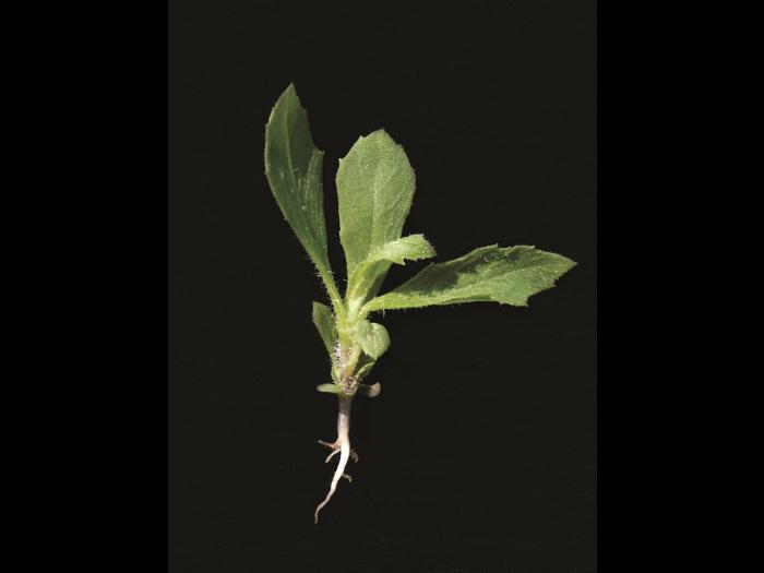 Érechtite feuilles épervière (Erechtites hieraciifolius)_8