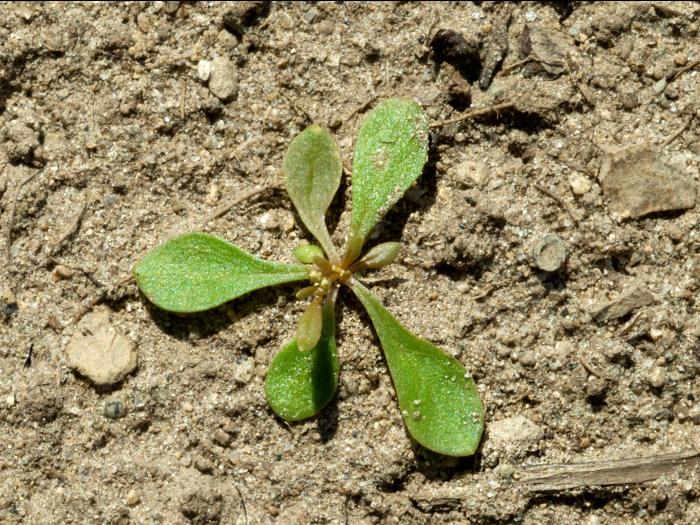 Mollugine verticillée (Mollugo verticillata)_9