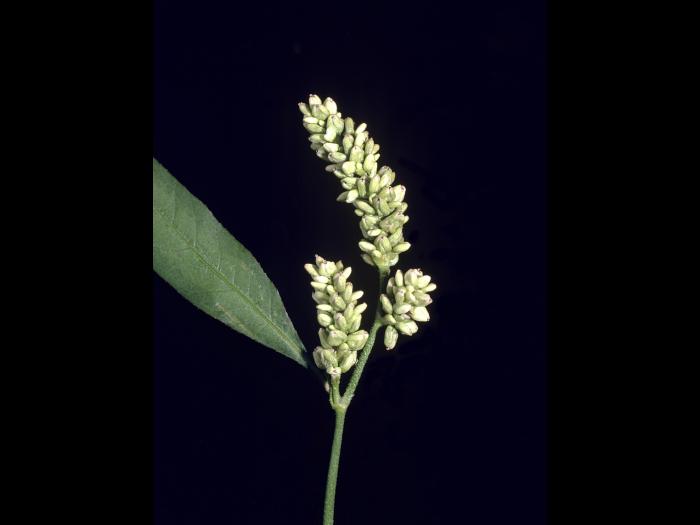 Renouée feuilles patience(Persicaria lapathifolia)_3