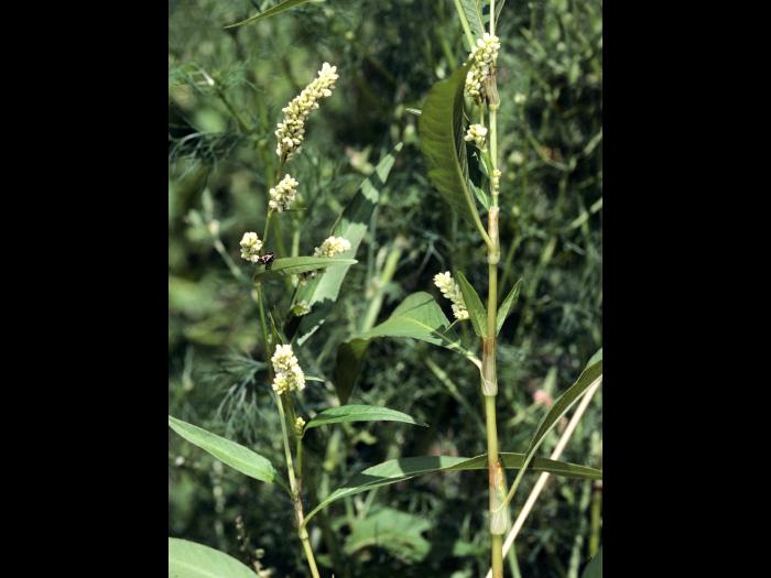 Renouée feuilles patience(Persicaria lapathifolia)_4